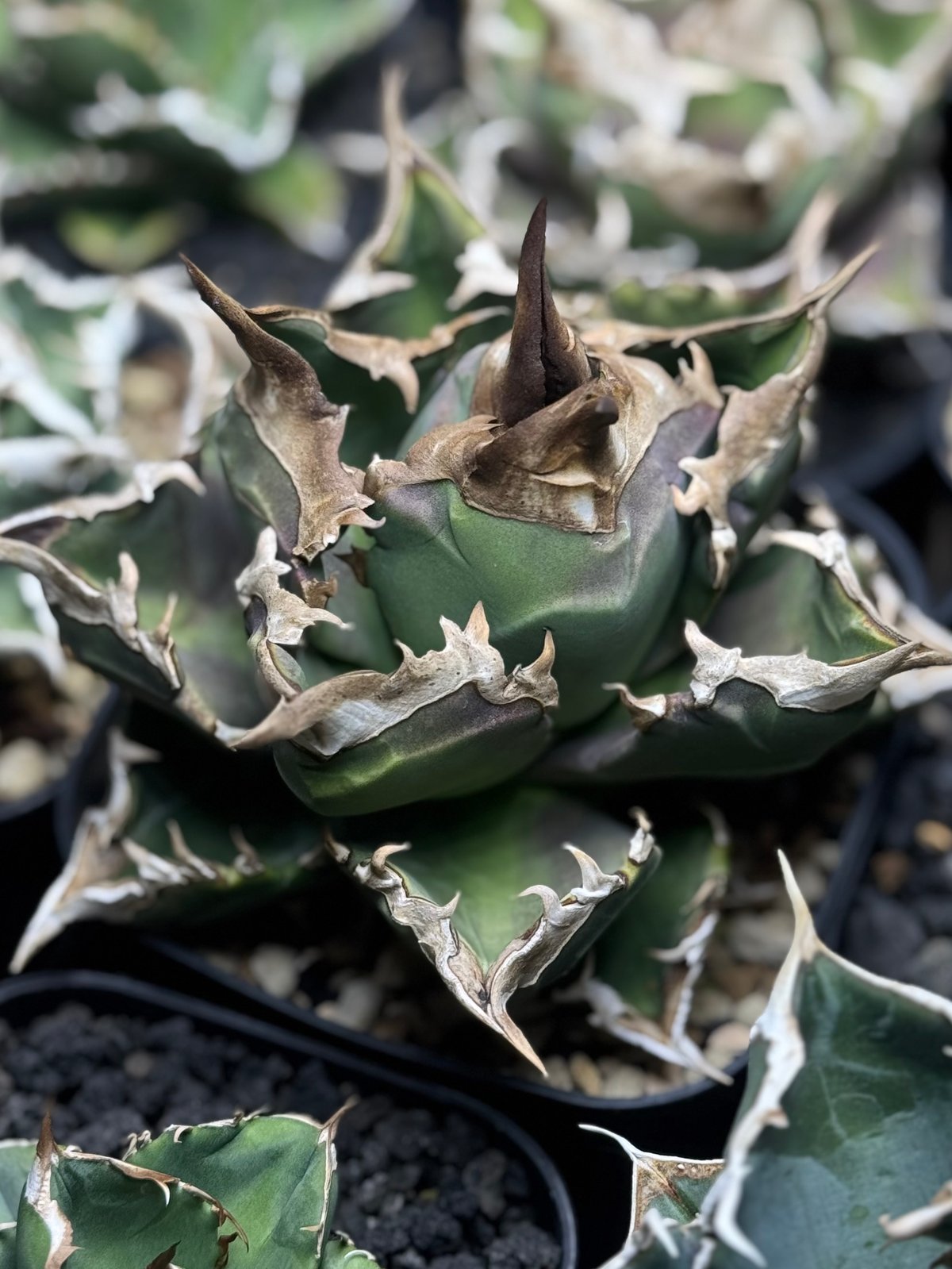 アガベ・チタノタ 白火焔(芽/Lize血統)-028｜agave titanota white