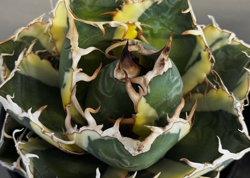 アガベ・チタノタ白鯨（覆輪）中-003｜agave titanota white whale