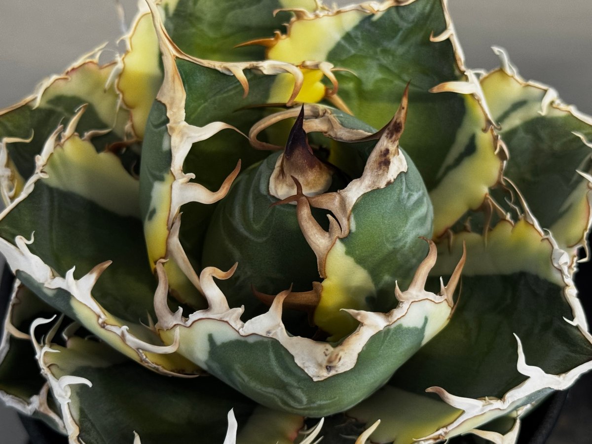 アガベ・チタノタ白鯨（覆輪）中-003｜agave titanota white whale