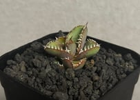 アガベ・チタノタ　麻花（芽）-031｜agave Twist Dragon/Ma Hua