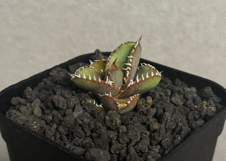 CATEGORY agave oteroi/titanota｜アガベ オテロイ/チタノタ |