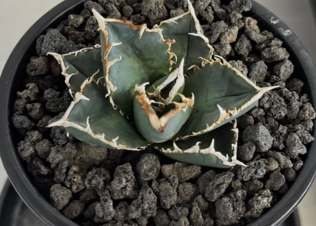 ◆厳選◆アガベ・チタノタ 狼人（小株）-041｜agave titanota were wolf