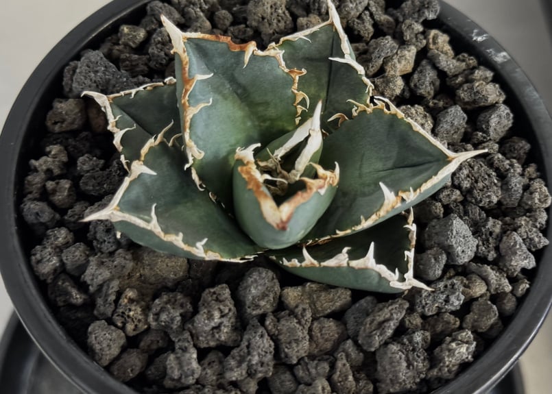 ◇厳選◇アガベ・チタノタ 狼人（小株）-041｜agave titanota were wol