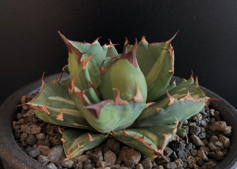 アガベ・チタノタ 姫厳竜白中斑(芽)-001|agave titanota アガベ・チタノタ 姫厳竜白中斑(芽)-001|agave titanota