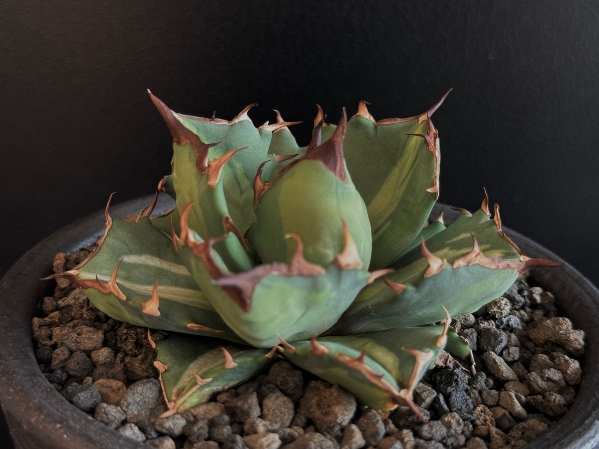 特別価格❗️ アガベ チタノタ 姫巌龍錦 白中斑 アガベ・チタノタ 姫厳