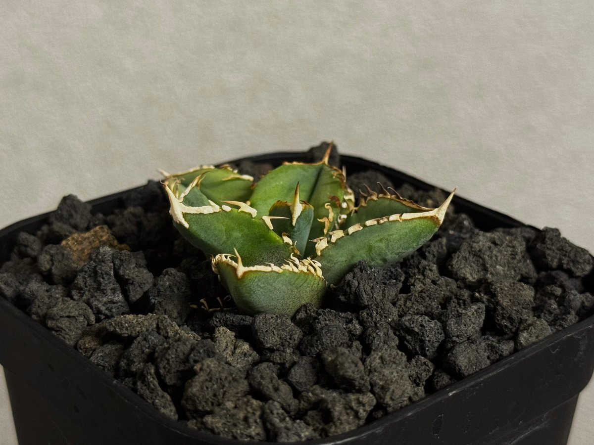 アガベ・チタノタ 白毫刺（芽）-023(当店標本株直子)｜agave titanota