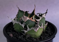 アガベ・チタノタ 白毫刺（芽）-017｜agave titanota | Plus_Plant