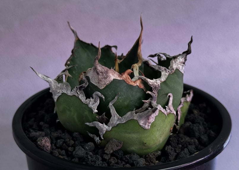 agave titanota Caesar アガベ　チタノタ　シーザー　親株 アガベ・チタノタ シーザー（凱撒）中-019｜agave titanota caesar |