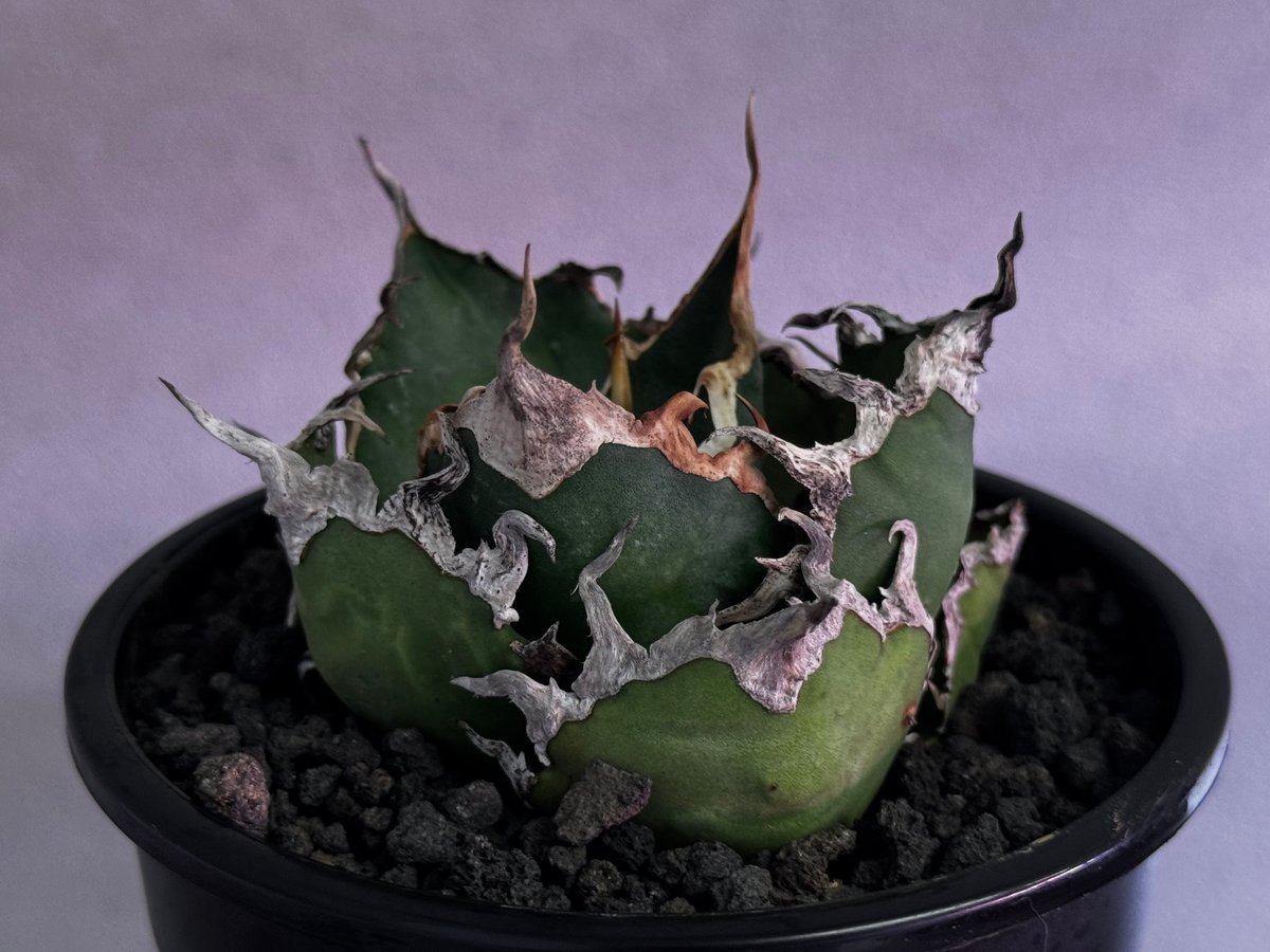 アガベ・チタノタ シーザー/凱撒（小株）-067｜agave titanota caesar