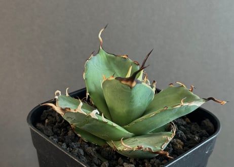 アガベ チタノタ インフェルノ 大株 / Hades ハデス 【公式通販】