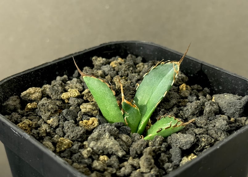 アガベ・チタノタ 黒犀牛（芽）-032｜agave titanota black