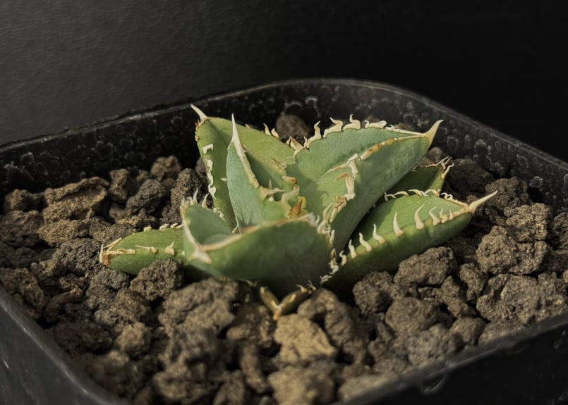 アガベ・チタノタ 白毫刺(芽)-014|agave titanota アガベ・チタノタ 白毫刺(芽)-014|agave titanota