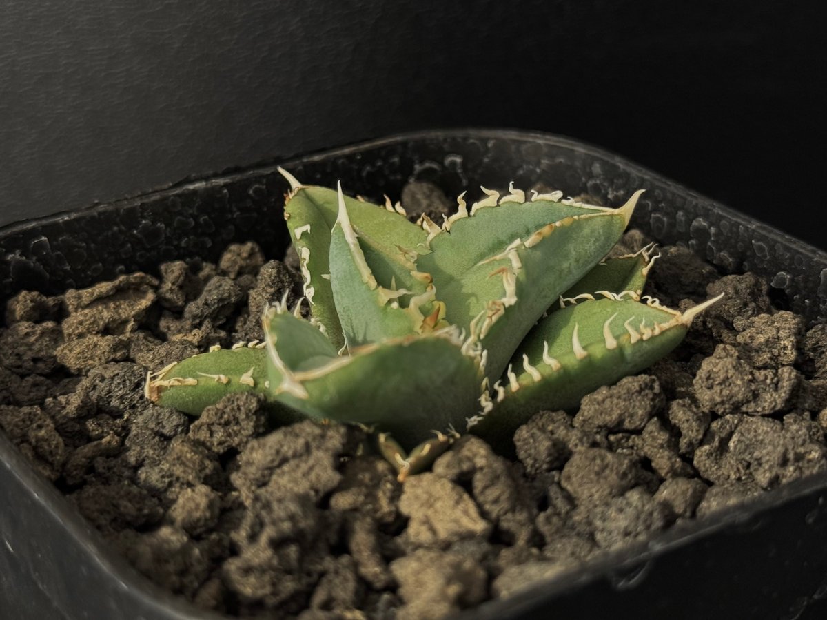 アガベ・チタノタ 白毫刺(芽)-014|agave titanota アガベ・チタノタ 白毫刺(芽)-014|agave titanota