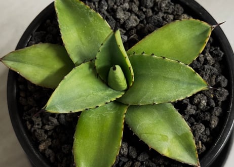 アガベ・笹の雪×イシスメンシス ハイブリッド（芽）-008｜ agave victoriae-reginae x isthmensis