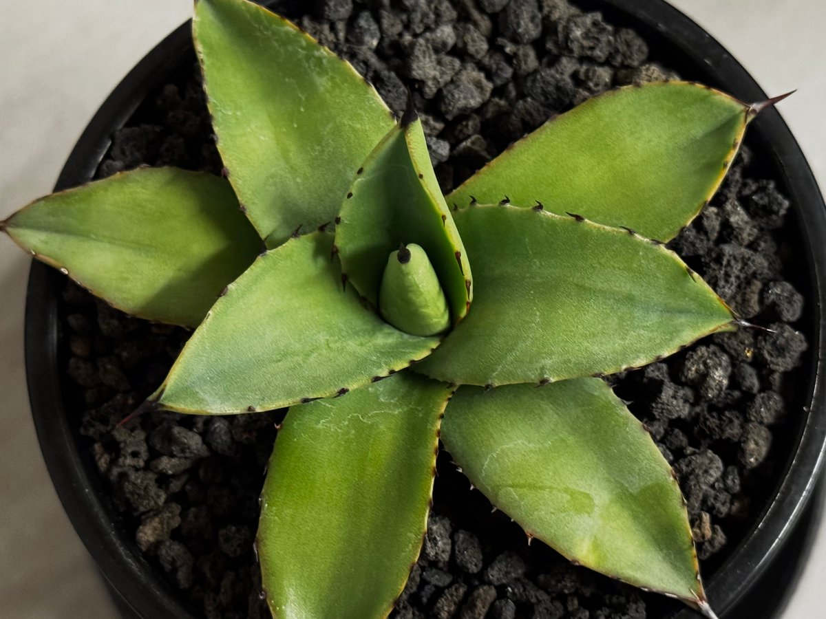 アガベ・笹の雪×イシスメンシス ハイブリッド（芽）-008｜ agave