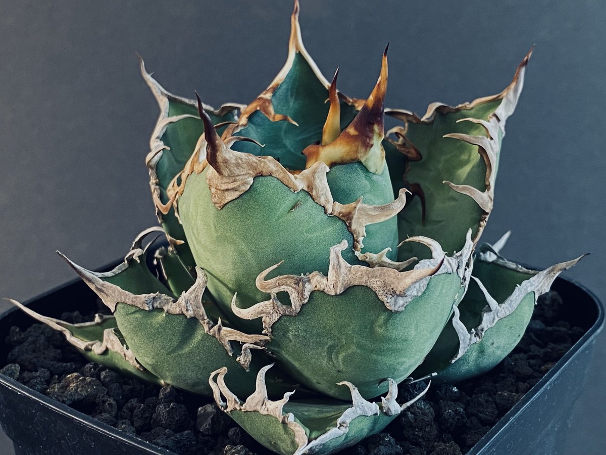 アガベ・チタノタ シーザー(凱撒)中-019|agave titanota caesar | アガベ・チタノタ シーザー(凱撒)中-019|agave titanota caesar |