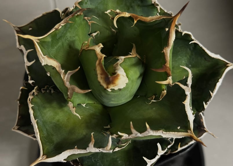 アガベ・チタノタ 繁星（小株）-048｜agave titanota star‐studded