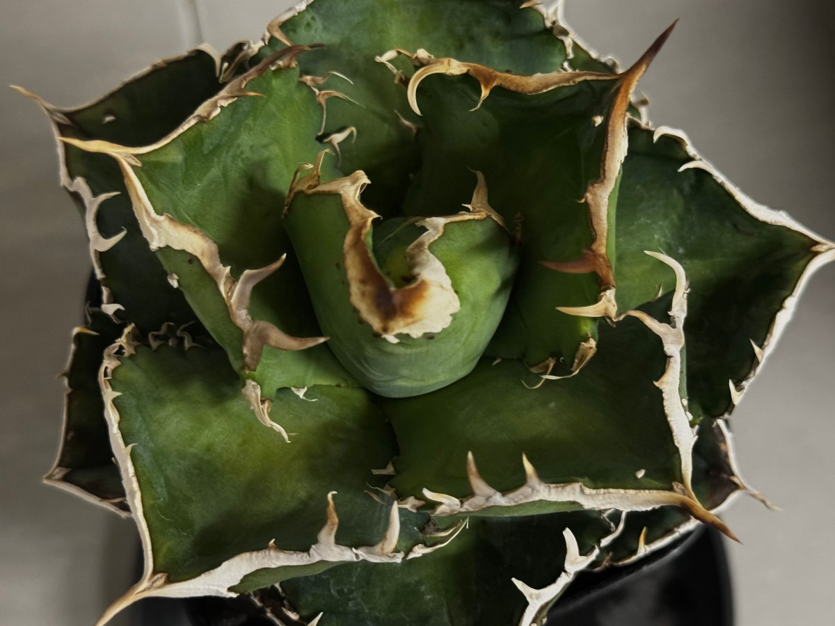 アガベ・チタノタ 繁星（小株）-048｜agave titanota star‐studded