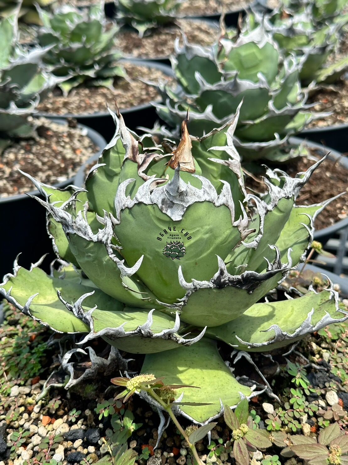 アガベ・チタノタ シーザー/凱撒（芽）-064｜agave titanota caesar |