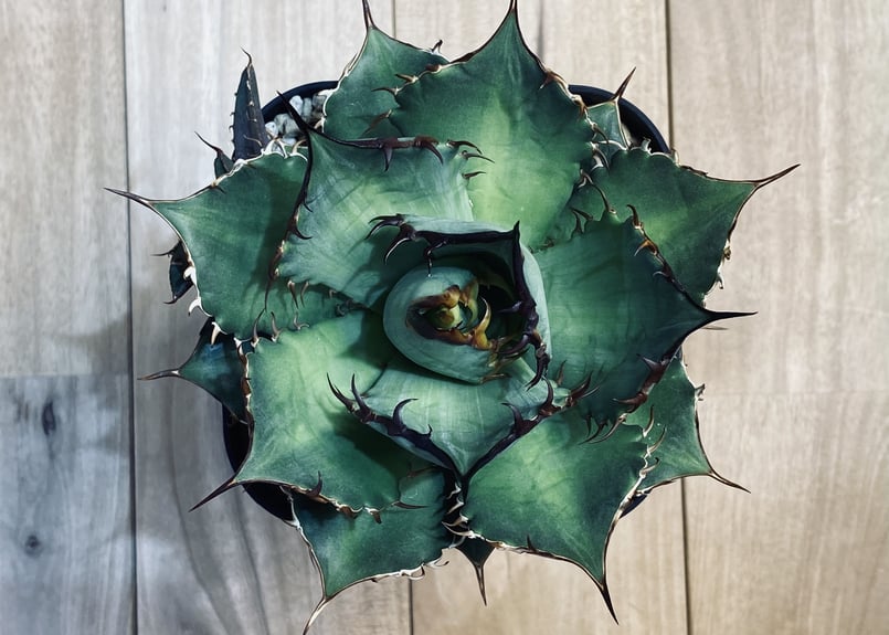 変異株】NoNameチタノタ（ハデス変異） | Plus_Plants STORE