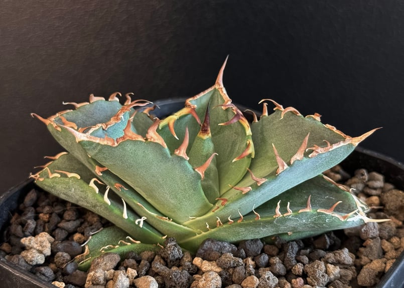 アガベ・チタノタ 螃蟹(芽)- 015|agave titanota Crab | Plus_ アガベ・チタノタ 螃蟹(芽)- 015|agave titanota Crab | Plus_