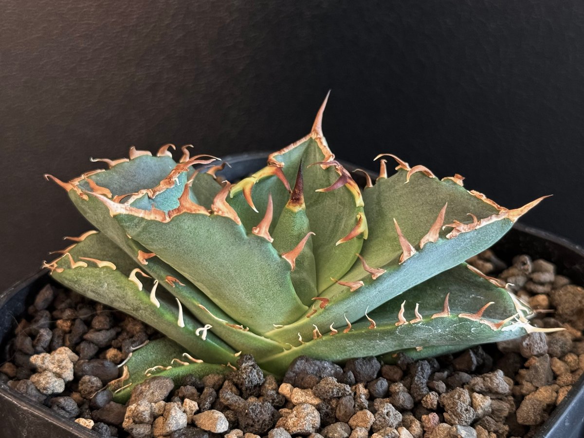 アガベ・チタノタ 螃蟹(芽)- 015|agave titanota Crab | Plus_ アガベ・チタノタ 螃蟹(芽)- 015|agave titanota Crab | Plus_