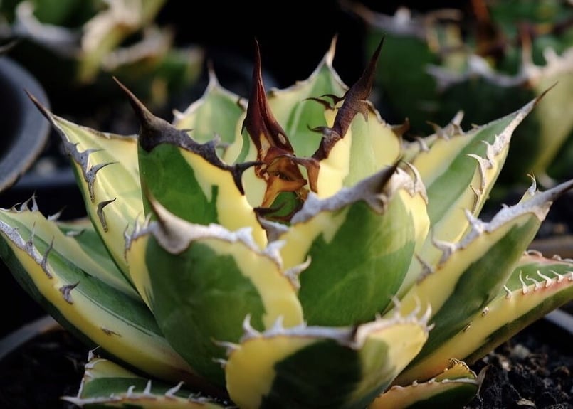 アガベ・チタノタ スナグルトゥース子株-002｜agave titanota snaggle...