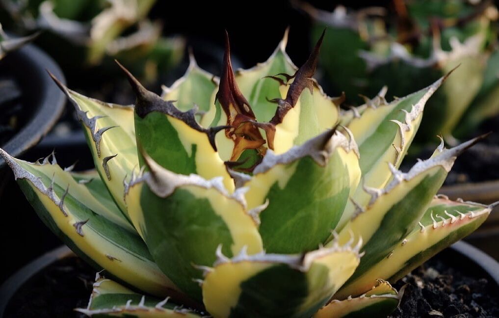 アガベ・チタノタ スナグルトゥース子株-002｜agave titanota snaggle...