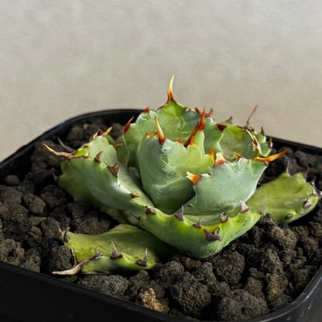 アガベハイブリッド | STORES