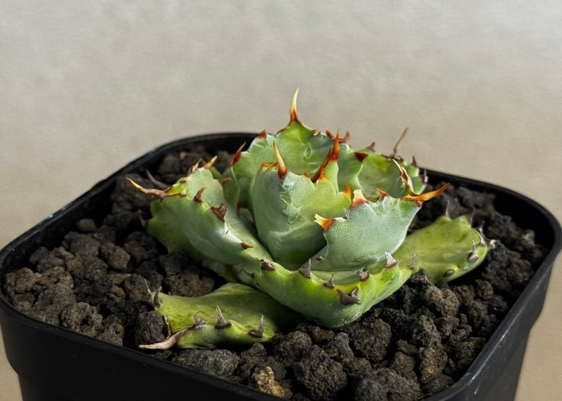 アガベ・姫蠍蟹 (小株)-008｜Agave gypsophila x isthmensis