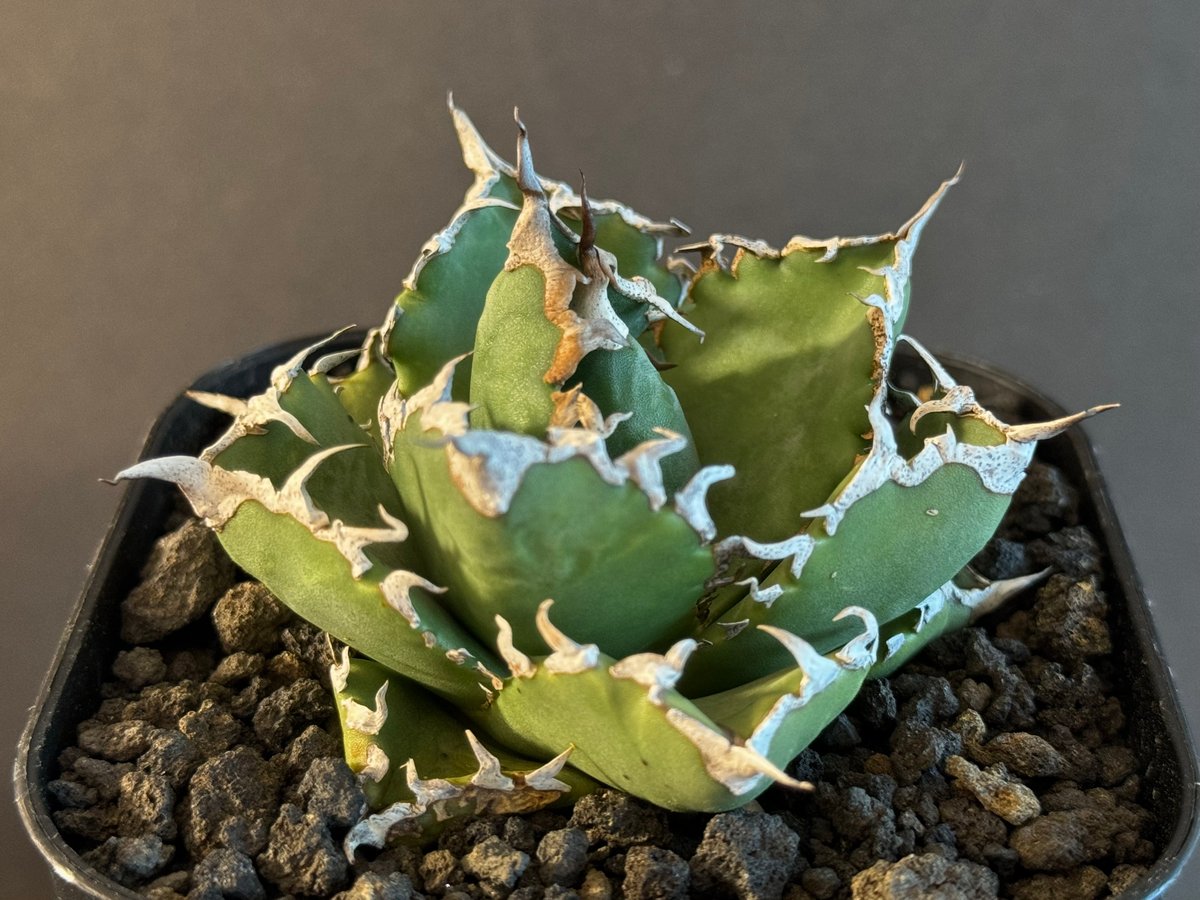 アガベ・チタノタ 狂雨/狂刺小雨新白鯨(小株)- 006|agave アガベ・チタノタ 狂雨/狂刺小雨新白鯨(小株)- 006|agave