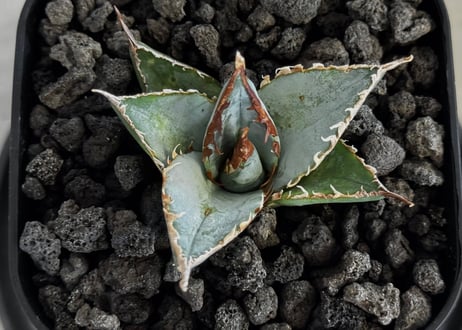 アガベ・チタノタ LQH_土（芽）009｜agave titanota saturn