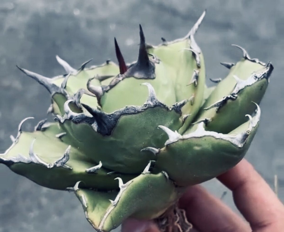 【親株出品】アガベ　寛葉厳竜　7号　台湾八角鉢　植え込み済み 親株出品】アガベ 寛葉厳竜 7号 台湾八角鉢 植え込み済み - メルカリ