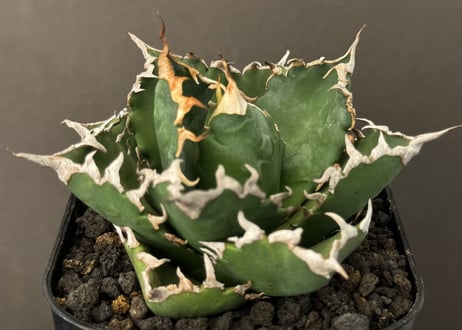 アガベ・チタノタ 狂雨/狂刺小雨新白鯨（小株）- 010｜agave titanota green solar