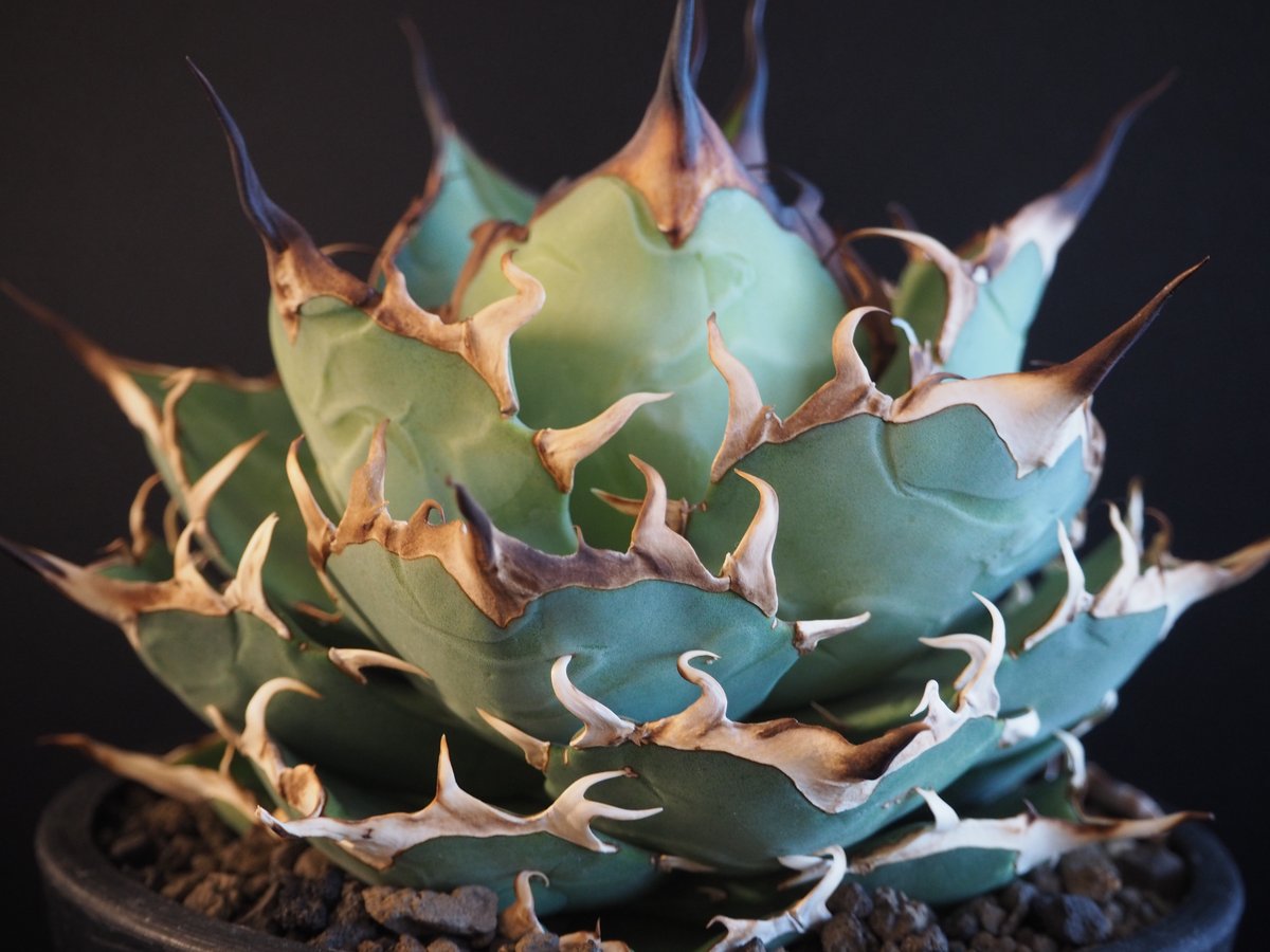 アガベ・チタノタ ハデス (黒帝斯) 大-034|agave titanota アガベ・チタノタ ハデス (黒帝斯) 大-034|agave titanota