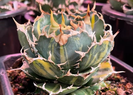 アガベ・チタノタ白鯨（縞斑）芽-011｜agave titanota white whale ver.stripes