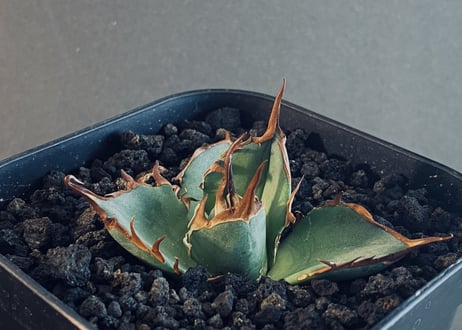 Agave titanota Hades 恐竜牙歯 アガベ チタノタ ハデス