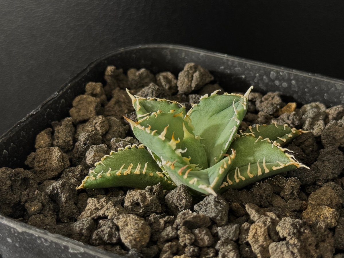 アガベ・チタノタ 白毫刺(芽)-012|agave titanota アガベ・チタノタ 白毫刺(芽)-012|agave titanota