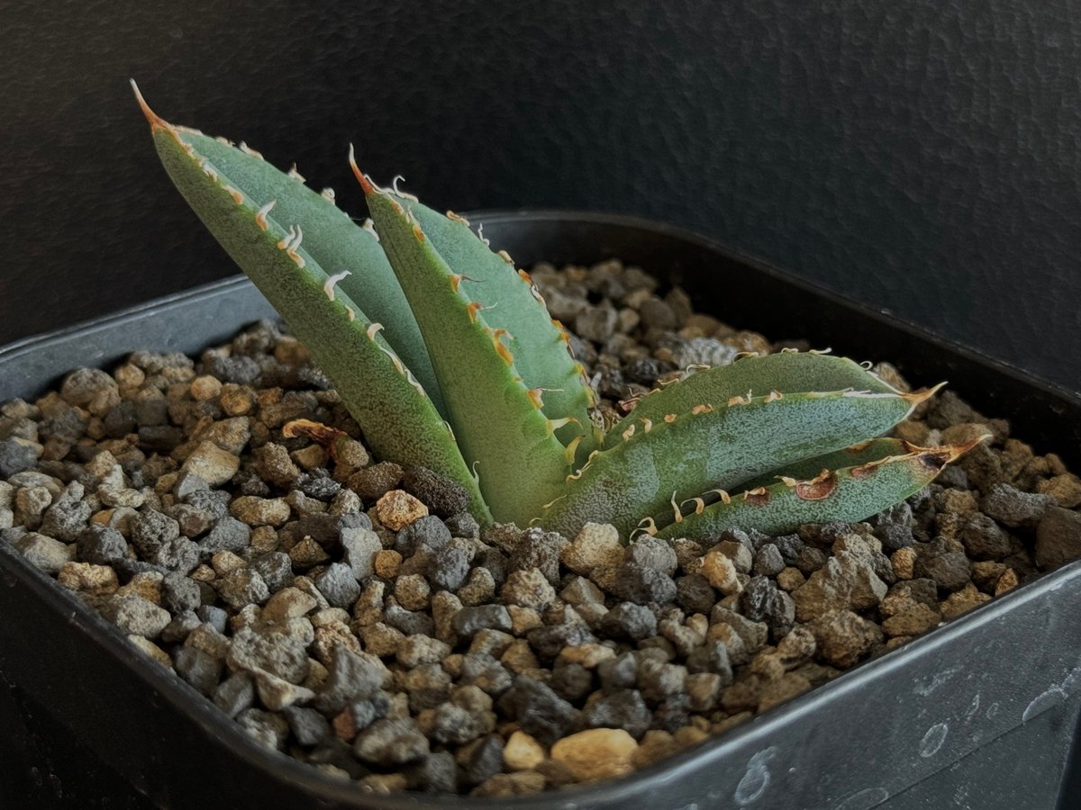 アガベ・チタノタ 繁星(芽)-057|agave titanota star‐studded アガベ・チタノタ 繁星(芽)-057|agave titanota star‐studded