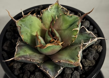 アガベ・チタノタ 澳洲鑽石(芽)-007｜agave titanota australia diamond