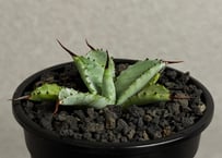 アガベ ハイブリッド・曲刺八荒雷神｜（芽／台湾Hanes）-002｜agave Potatorum×Macroacantha