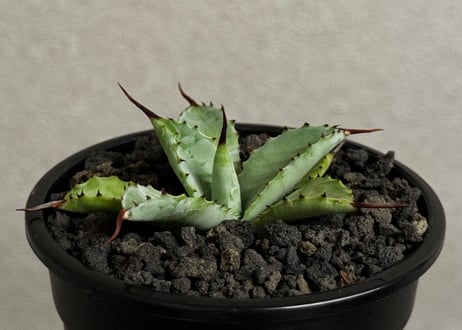 アガベ ハイブリッド・曲刺八荒雷神｜（芽／台湾Hanes）-002｜agave Potatorum×Macroacantha