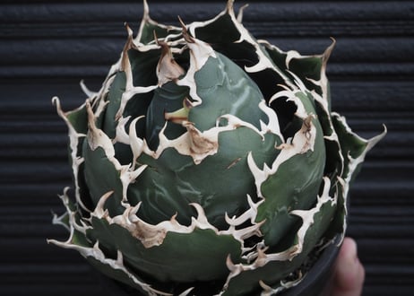 アガベ・チタノタ白鯨（ボールタイプ）大-063｜agave titanota white whale