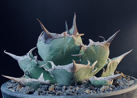 CATEGORY Titanota Ashura｜阿修羅 | Plus_Plants STORE