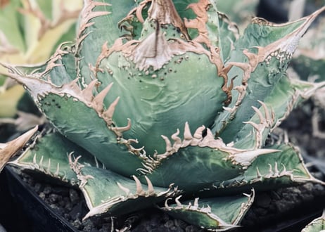 アガベ・チタノタ　蒼龍(芽)-006｜agave titanota blue dragon