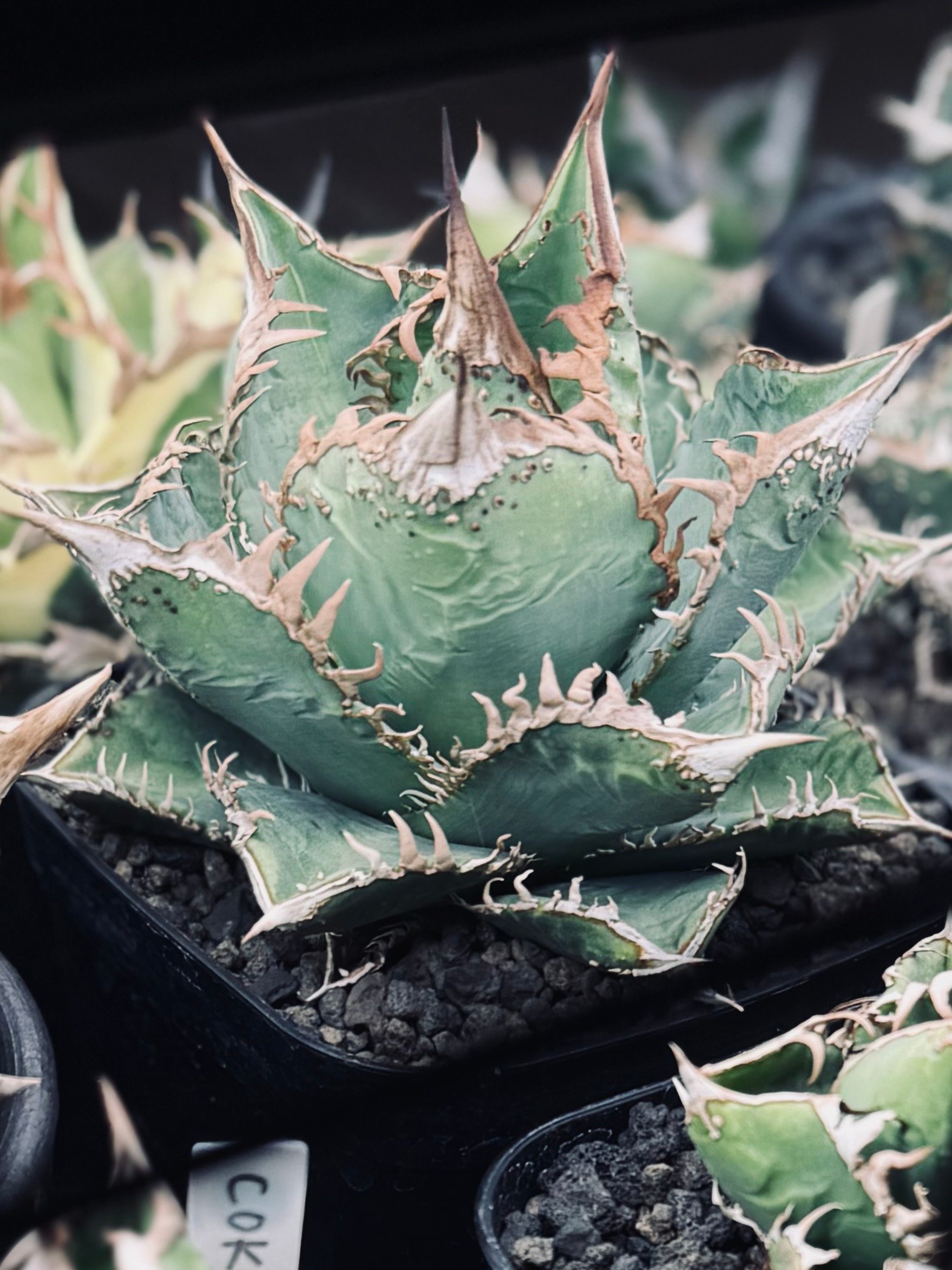 アガベ・チタノタ 蒼龍(小株)-005｜agave titanota blue dragon