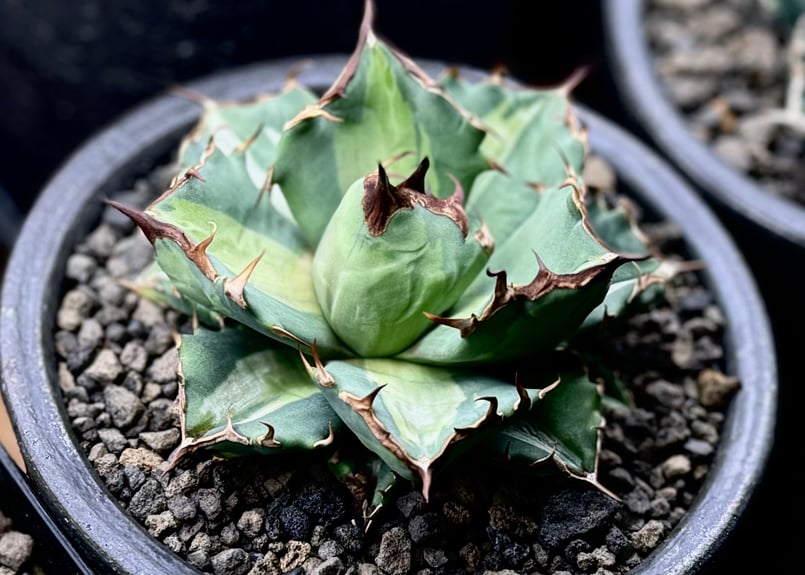 アガベ・チタノタ 姫厳竜白中斑(小株)-001|agave titanota アガベ・チタノタ 姫厳竜白中斑(小株)-001|agave titanota