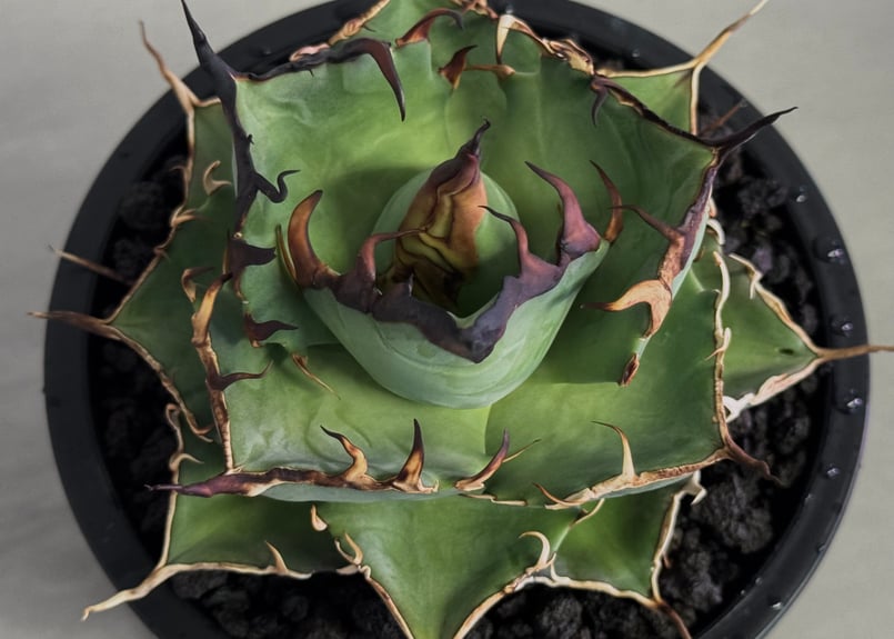 アガベ・チタノタ ハデス (黒帝斯) 中-039｜agave titanota hades |