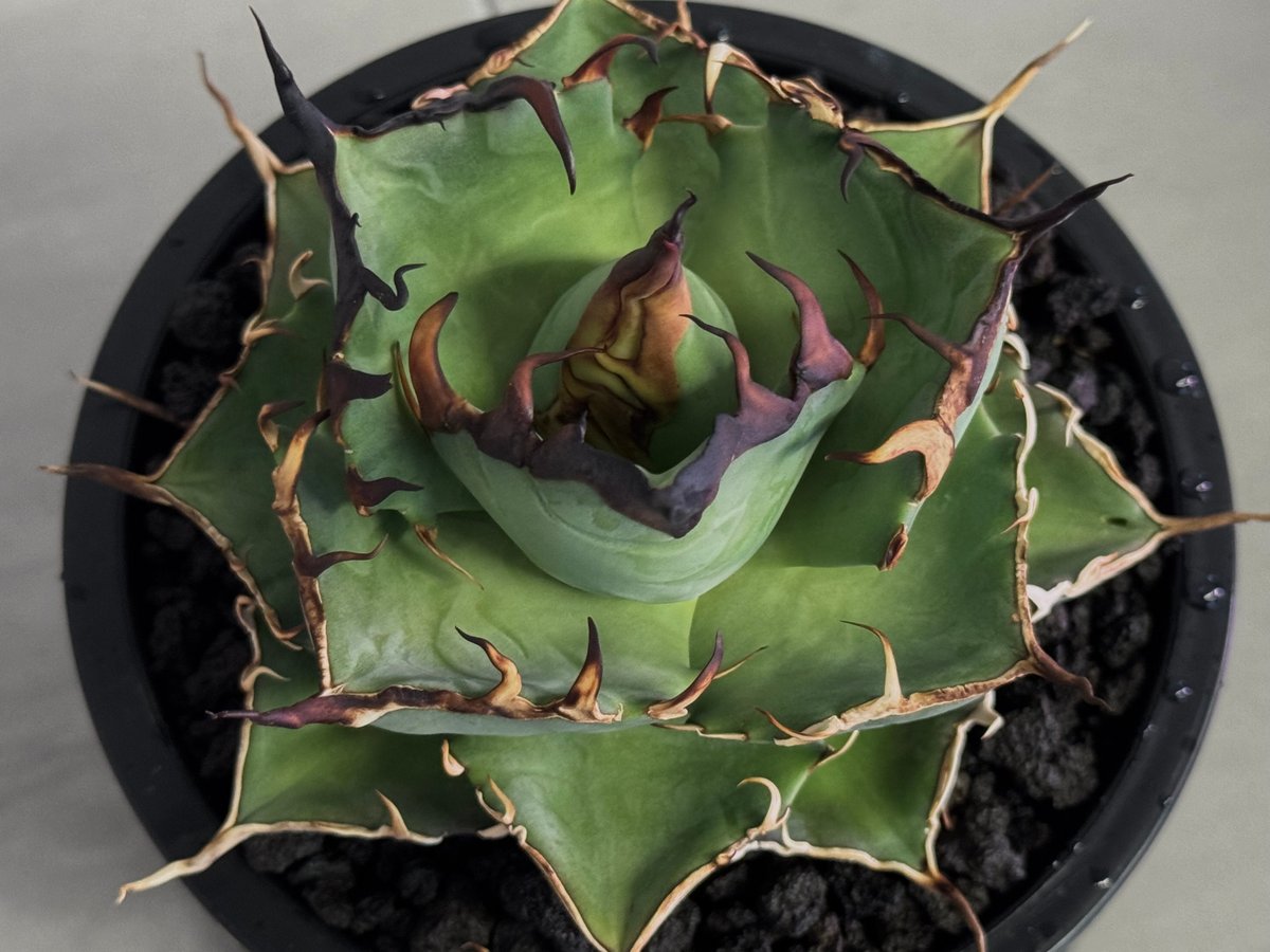 アガベ・チタノタ ハデス (黒帝斯) 中-039｜agave titanota hades |