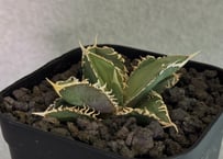 アガベ・チタノタ 白幽霊（芽）-003｜agave titanota white